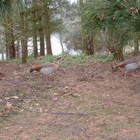 Egyptian Goose
